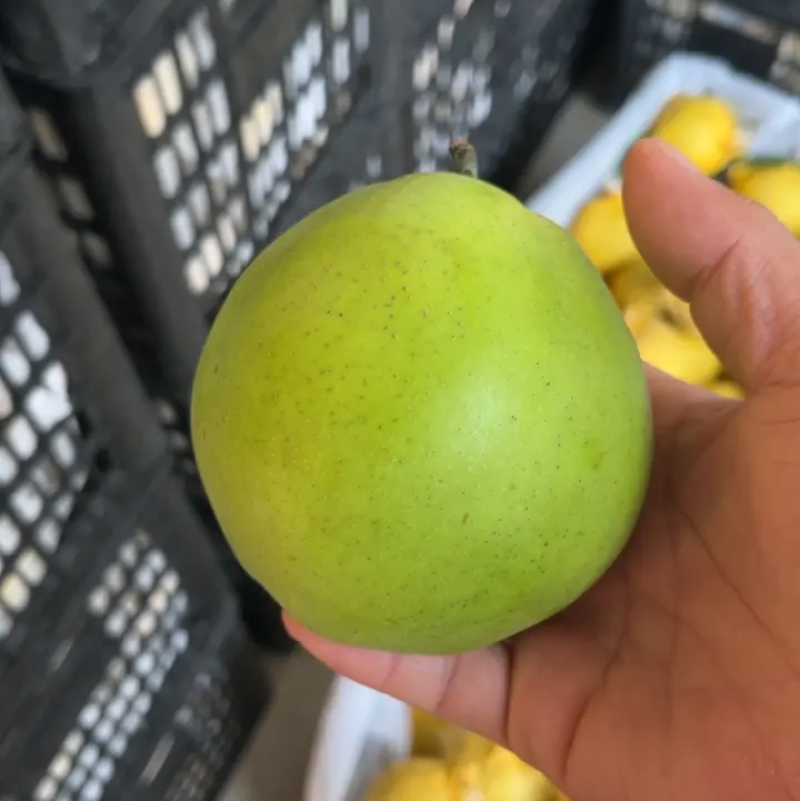 精品翠玉梨皮薄肉细甜度高汁水多耐运输代发全国