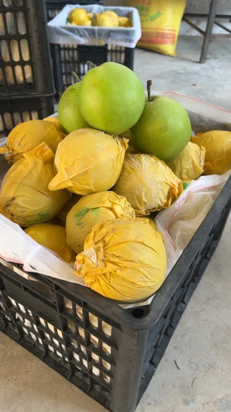 精品翠玉梨皮薄肉细甜度高汁水多耐运输代发全国