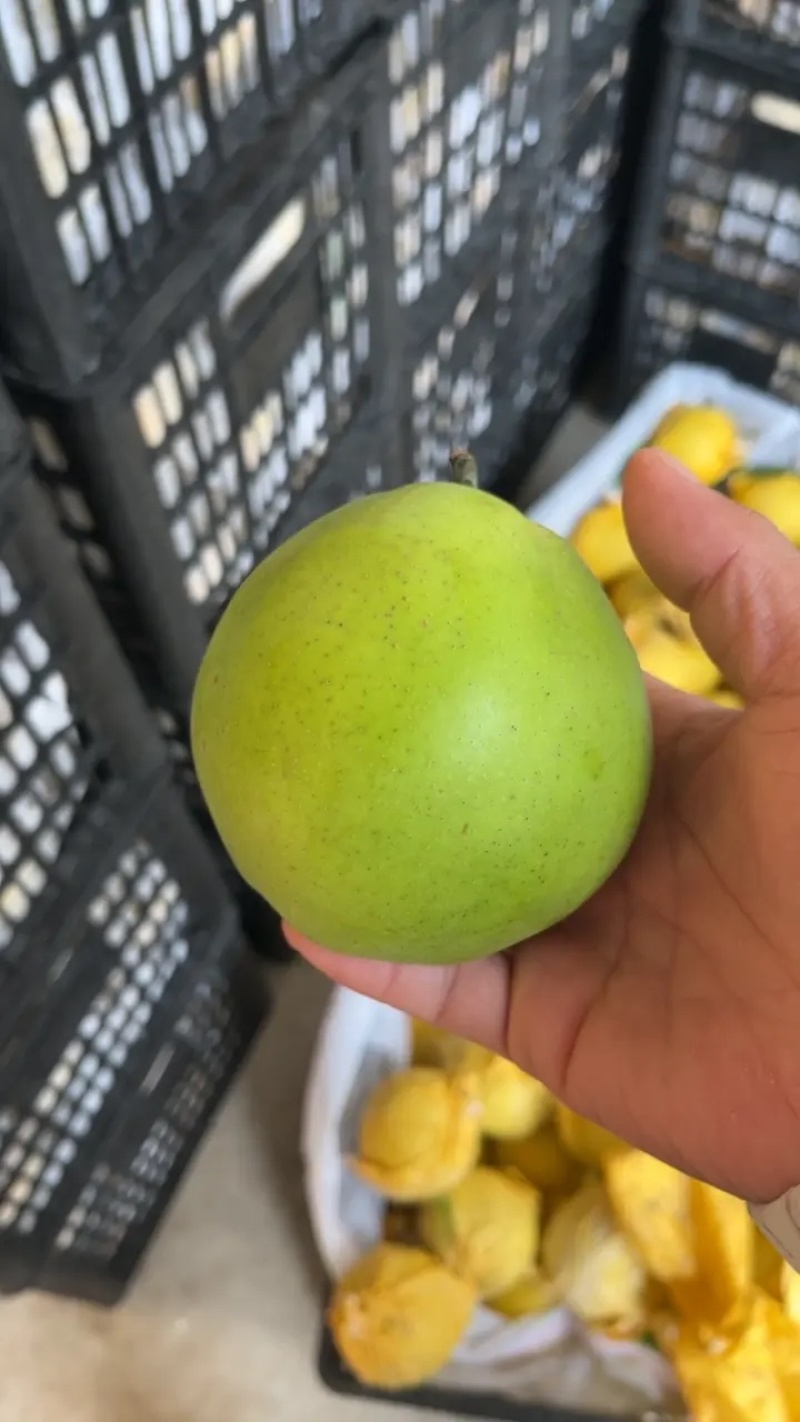 精品翠玉梨皮薄肉细甜度高汁水多耐运输代发全国