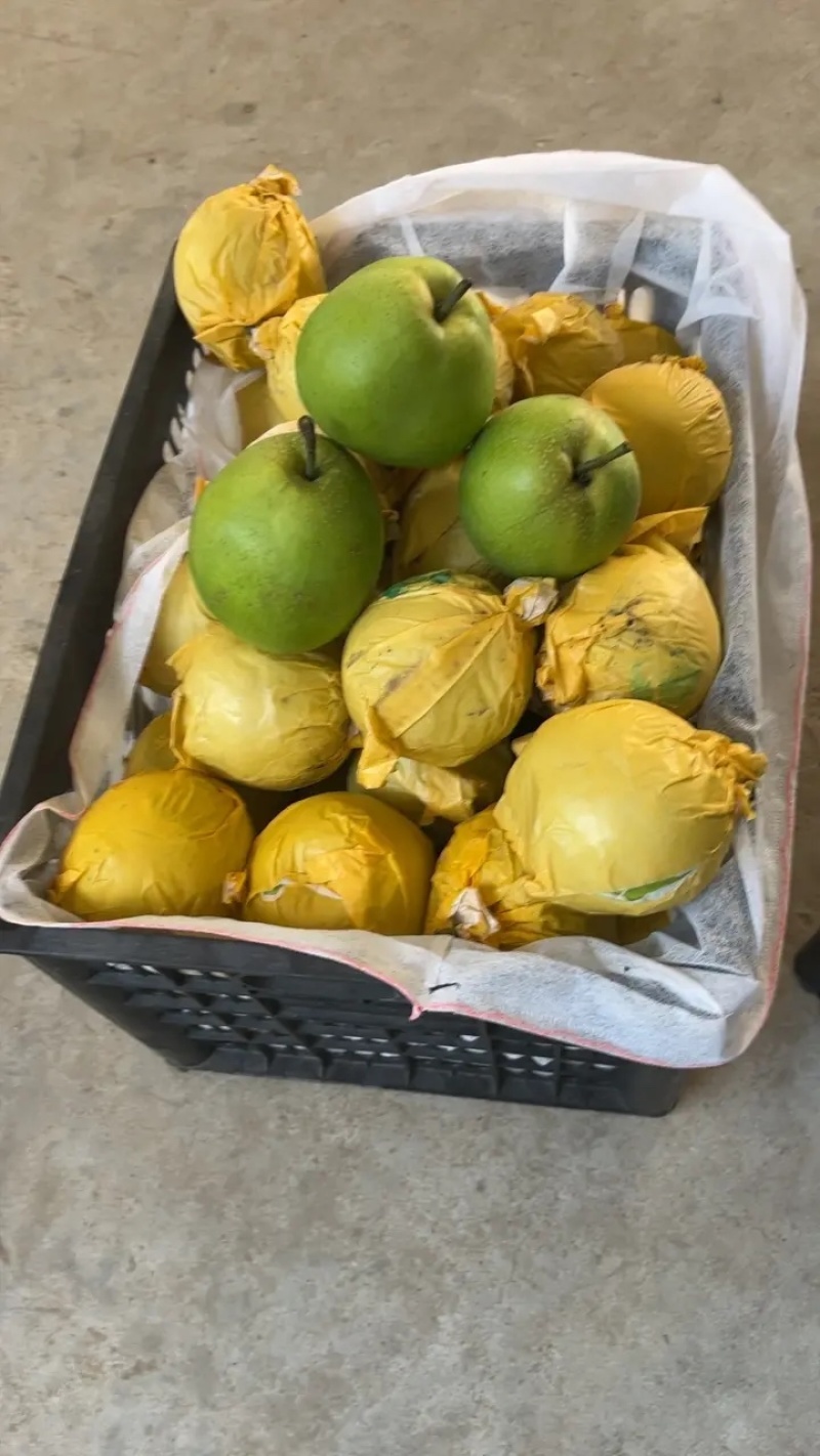精品翠玉梨皮薄肉细甜度高汁水多耐运输代发全国