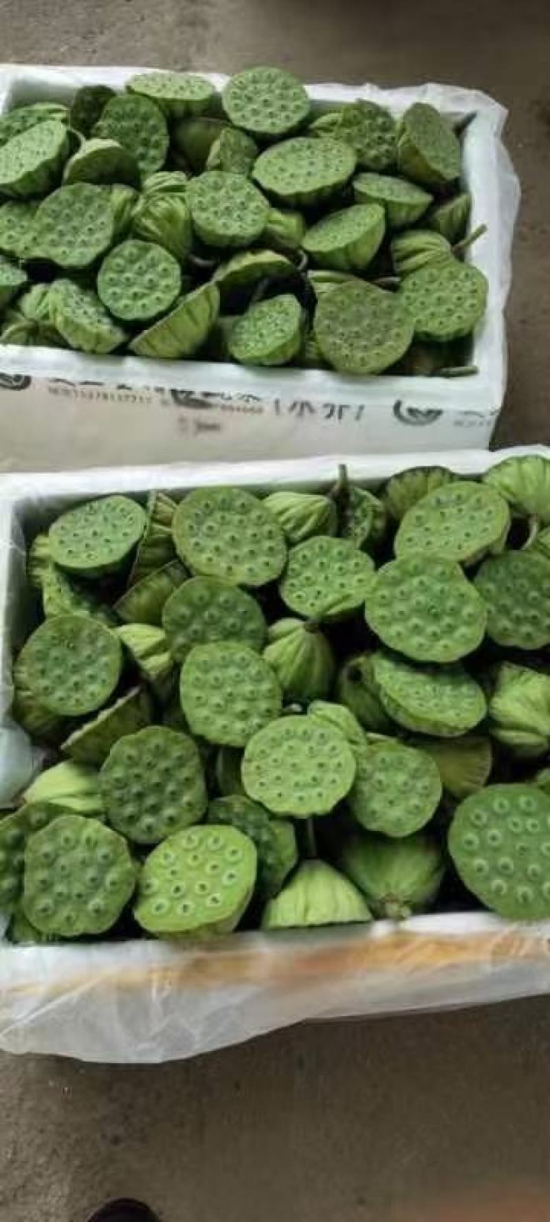 北京新发地新鲜水果莲蓬嫩莲蓬青莲蓬基地直发
