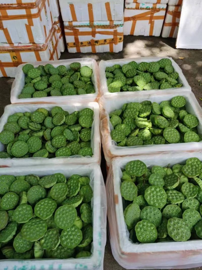 北京新发地新鲜水果莲蓬嫩莲蓬青莲蓬基地直发