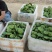 北京新发地新鲜水果莲蓬嫩莲蓬青莲蓬基地直发