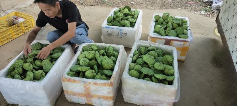 北京新发地新鲜水果莲蓬嫩莲蓬青莲蓬基地直发
