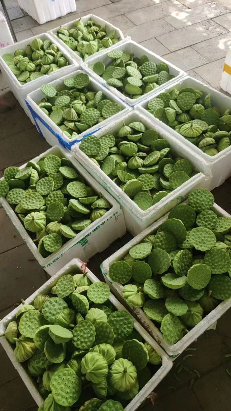 北京新发地新鲜水果莲蓬嫩莲蓬青莲蓬基地直发