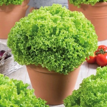 散叶生菜苗生菜苗美国大速生菜苗沙拉散叶大速生菜苗
