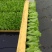 散叶生菜苗生菜苗美国大速生菜苗沙拉散叶大速生菜苗