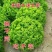 散叶生菜苗生菜苗美国大速生菜苗沙拉散叶大速生菜苗