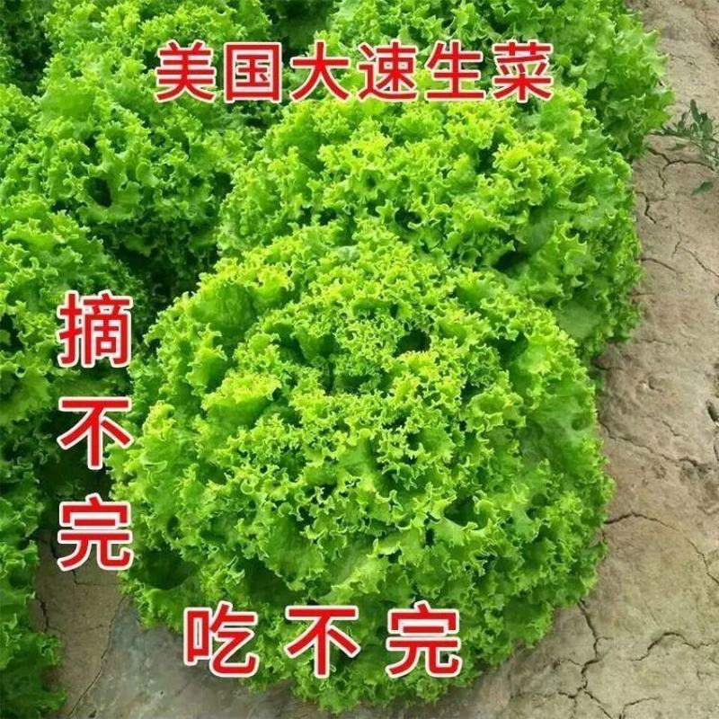 散叶生菜苗生菜苗美国大速生菜苗沙拉散叶大速生菜苗