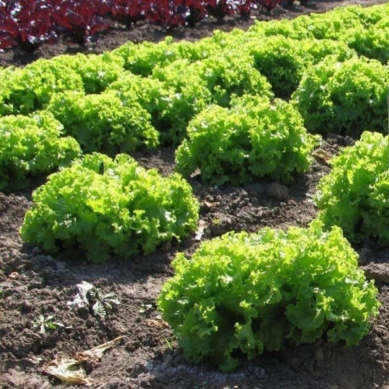 散叶生菜苗生菜苗美国大速生菜苗沙拉散叶大速生菜苗