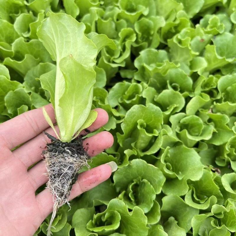 散叶生菜苗生菜苗美国大速生菜苗沙拉散叶大速生菜苗