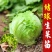 球生菜苗生菜苗圆形生菜苗球形生菜苗结球生菜苗