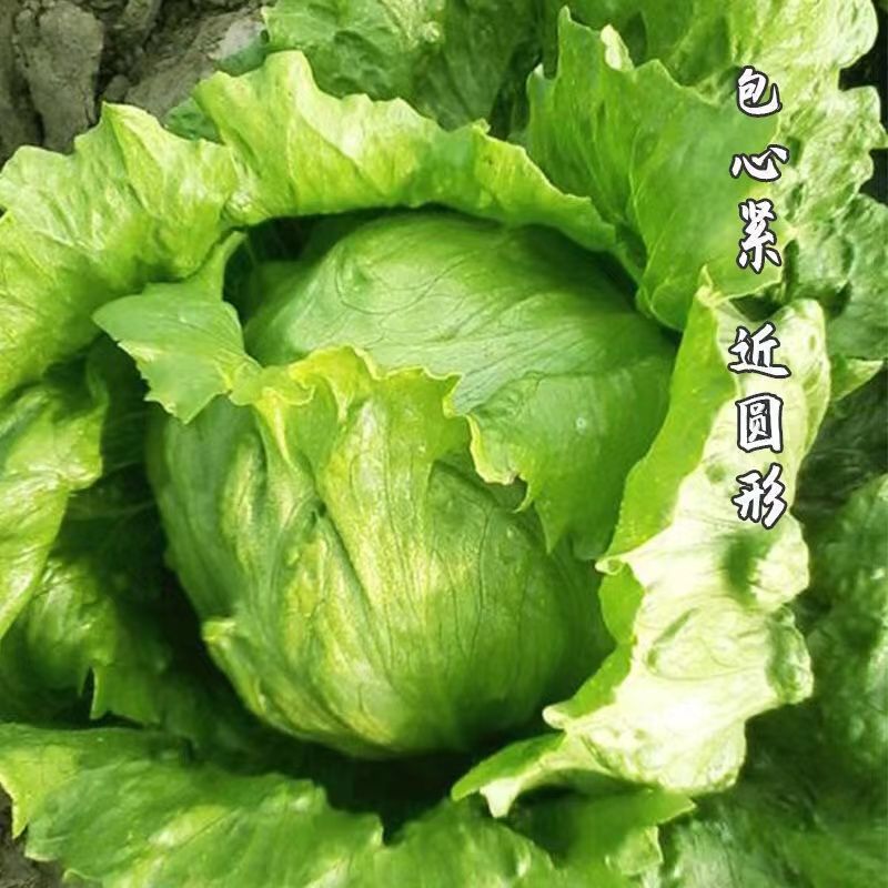 球生菜苗生菜苗圆形生菜苗球形生菜苗结球生菜苗