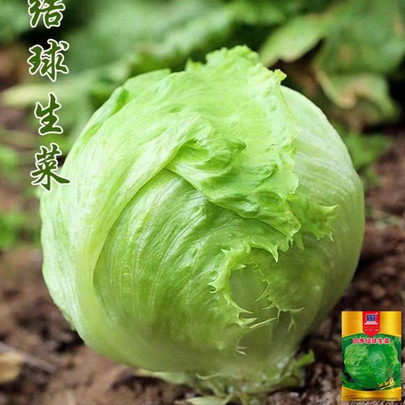 球生菜苗生菜苗圆形生菜苗球形生菜苗结球生菜苗