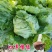 球生菜苗生菜苗圆形生菜苗球形生菜苗结球生菜苗