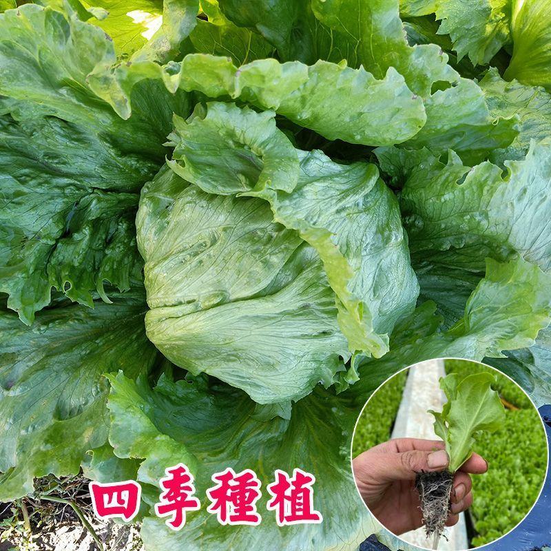 球生菜苗生菜苗圆形生菜苗球形生菜苗结球生菜苗