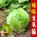 球生菜苗生菜苗圆形生菜苗球形生菜苗结球生菜苗