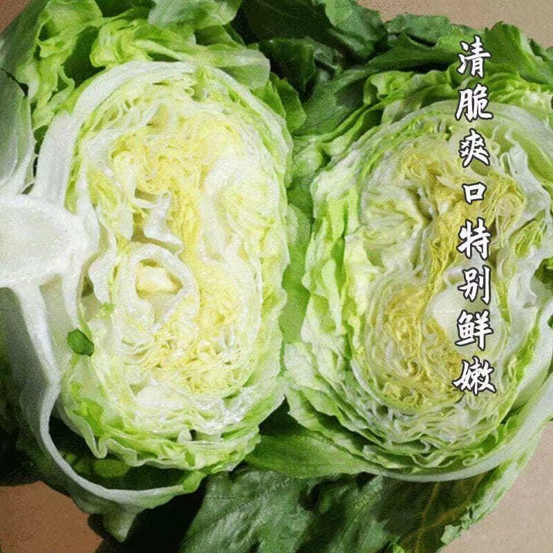 球生菜苗生菜苗圆形生菜苗球形生菜苗结球生菜苗