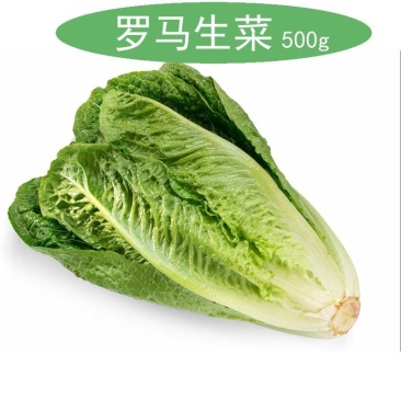 罗马生菜苗生菜苗罗马直立生菜苗罗纹生菜苗包心生菜苗