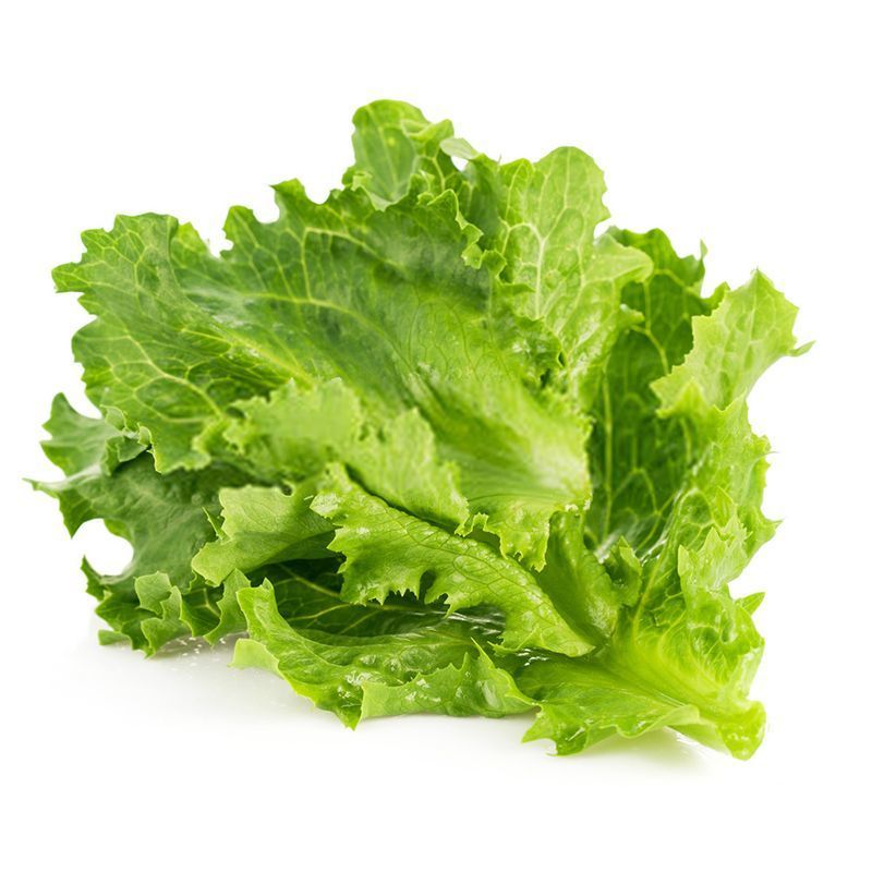 罗马生菜苗生菜苗罗马直立生菜苗罗纹生菜苗包心生菜苗