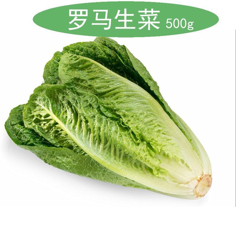罗马生菜苗生菜苗罗马直立生菜苗罗纹生菜苗包心生菜苗