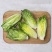 罗马生菜苗生菜苗罗马直立生菜苗罗纹生菜苗包心生菜苗