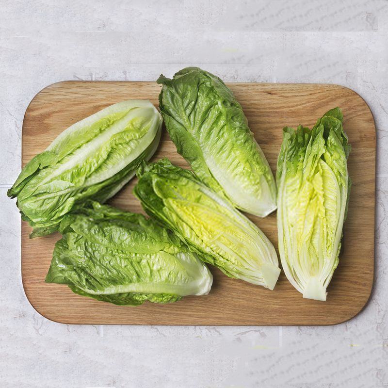 罗马生菜苗生菜苗罗马直立生菜苗罗纹生菜苗包心生菜苗