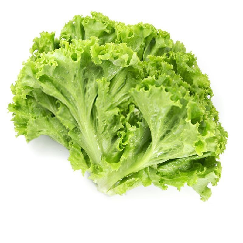 花叶生菜苗生菜苗罗莎绿生菜苗绿罗莎生菜苗花边生菜苗