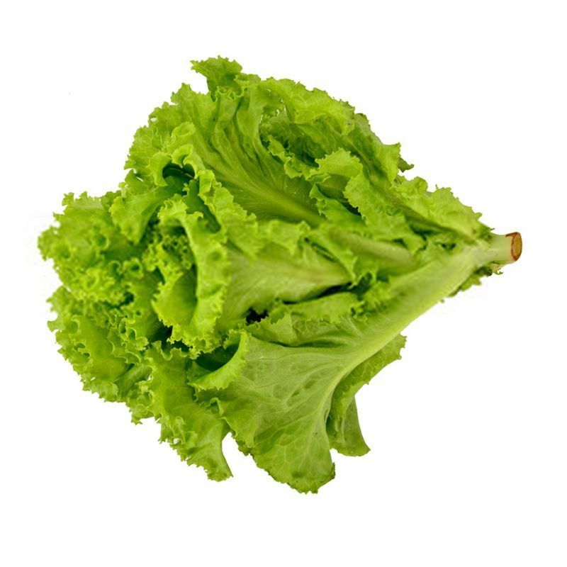 花叶生菜苗生菜苗罗莎绿生菜苗绿罗莎生菜苗花边生菜苗