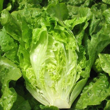 奶油生菜苗生菜苗玻璃脆生菜苗黄叶生菜苗奶香生菜苗包回收