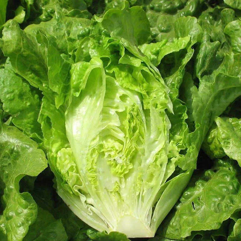 奶油生菜苗生菜苗玻璃脆生菜苗黄叶生菜苗奶香生菜苗包回收