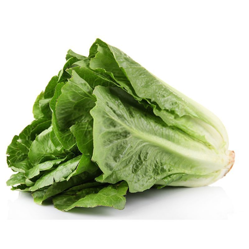 奶油生菜苗生菜苗玻璃脆生菜苗黄叶生菜苗奶香生菜苗包回收