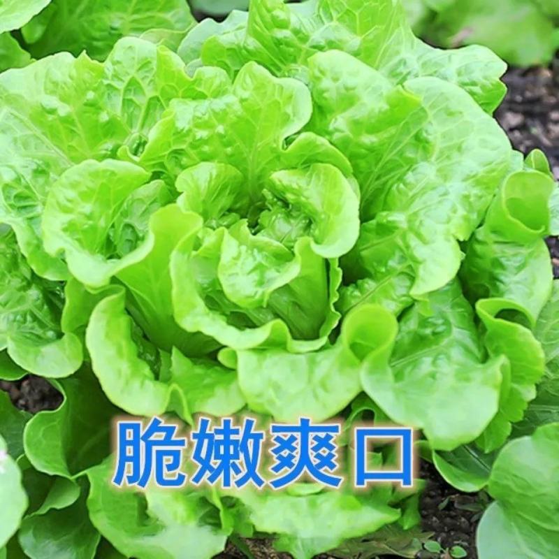 奶油生菜苗生菜苗玻璃脆生菜苗黄叶生菜苗奶香生菜苗包回收