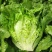 奶油生菜苗生菜苗玻璃脆生菜苗黄叶生菜苗奶香生菜苗包回收