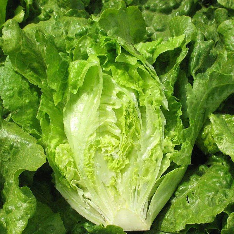 奶油生菜苗生菜苗玻璃脆生菜苗黄叶生菜苗奶香生菜苗包回收