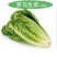 奶油生菜苗生菜苗玻璃脆生菜苗黄叶生菜苗奶香生菜苗包回收
