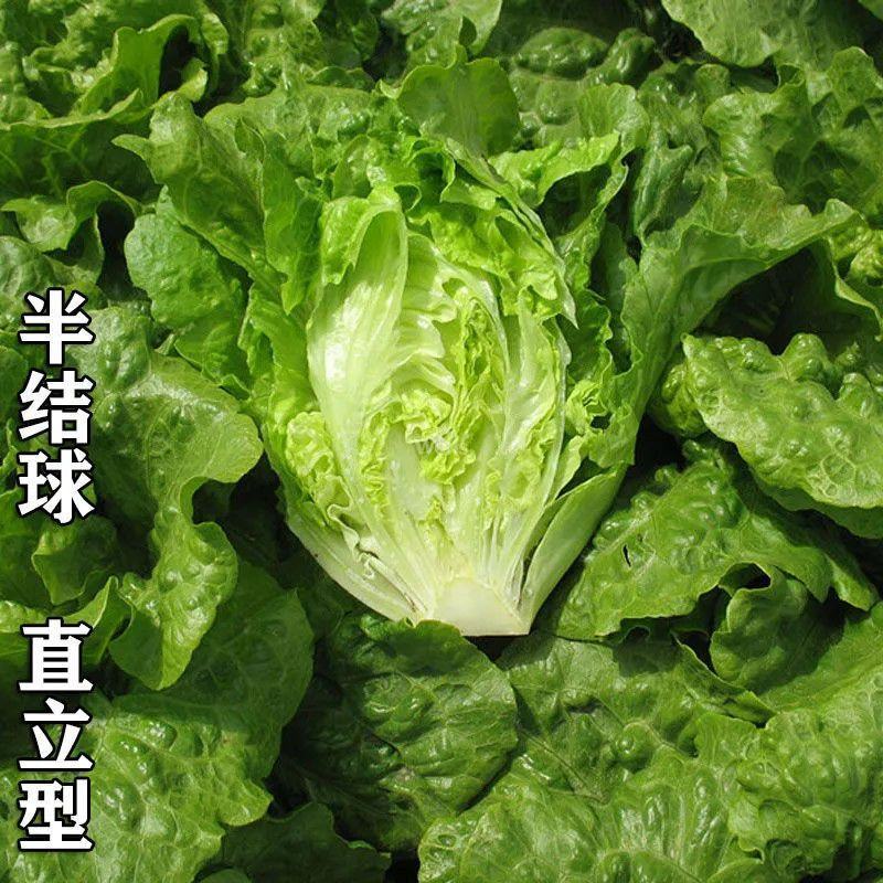奶油生菜苗生菜苗玻璃脆生菜苗黄叶生菜苗奶香生菜苗包回收