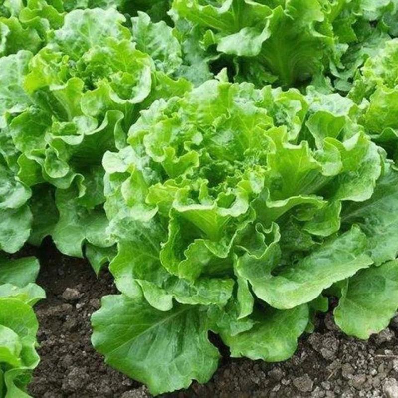 奶油生菜苗生菜苗玻璃脆生菜苗黄叶生菜苗奶香生菜苗包回收