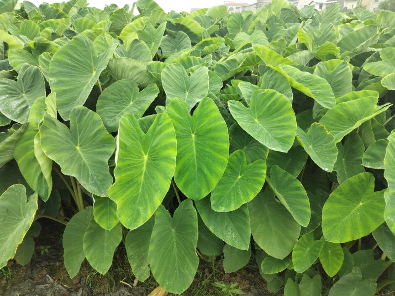芋禾苗