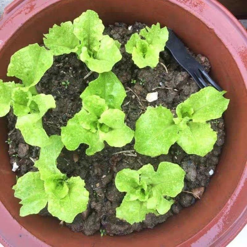 紫叶生菜苗生菜苗奶香紫叶生菜苗澳洲紫叶生菜苗包回收