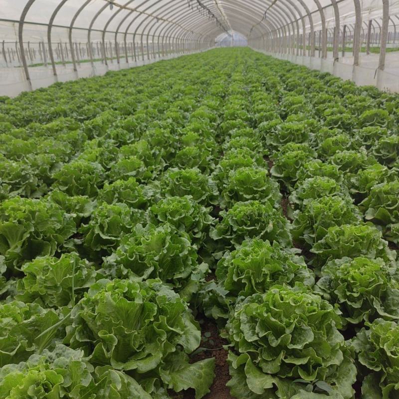 紫叶生菜苗生菜苗奶香紫叶生菜苗澳洲紫叶生菜苗包回收
