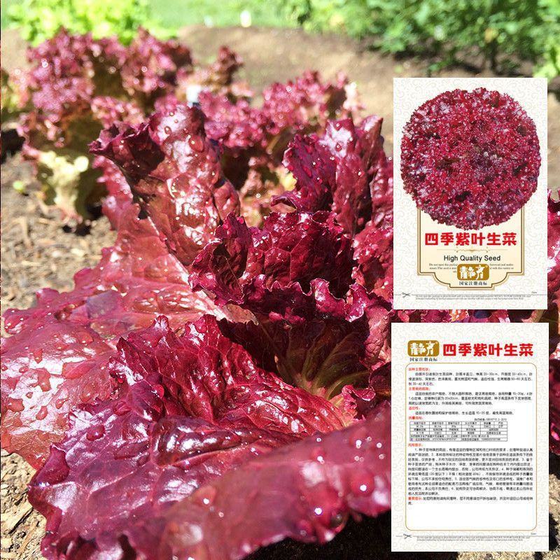 紫叶生菜苗生菜苗奶香紫叶生菜苗澳洲紫叶生菜苗包回收