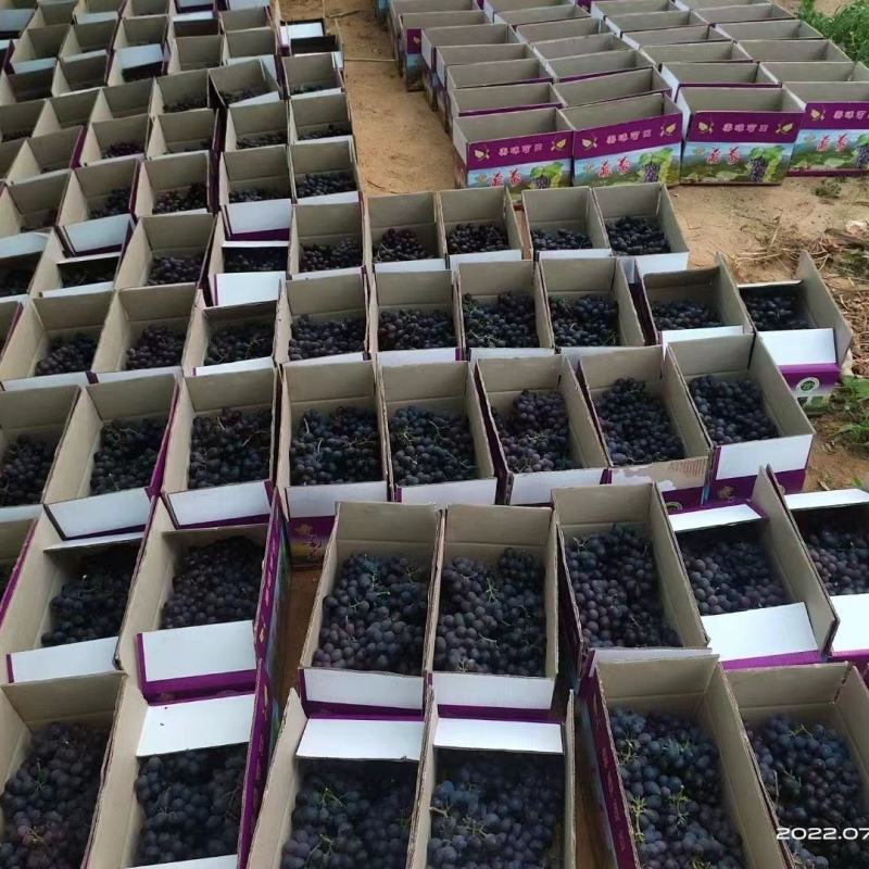 山东玫瑰香葡萄老品种葡萄阳光玫瑰一件代发水果店批发商超