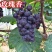 山东玫瑰香葡萄老品种葡萄阳光玫瑰一件代发水果店批发商超