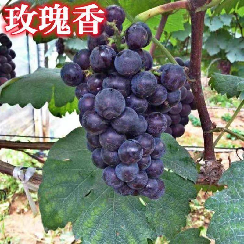 山东玫瑰香葡萄老品种葡萄阳光玫瑰一件代发水果店批发商超