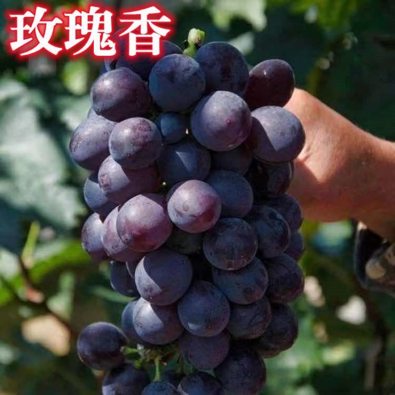 山东玫瑰香葡萄老品种葡萄阳光玫瑰一件代发水果店批发商超