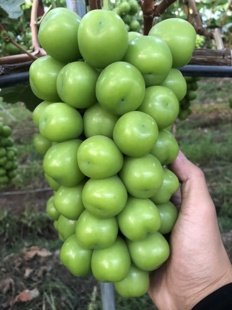 阳光