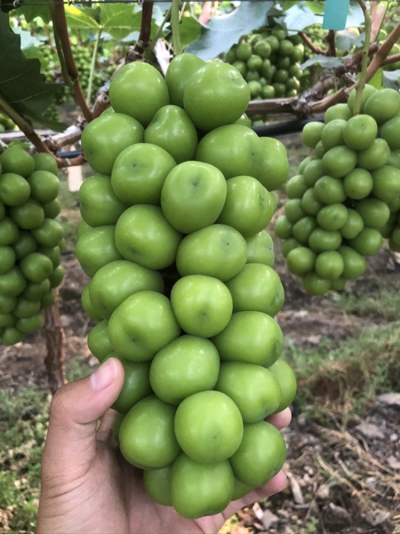 阳光