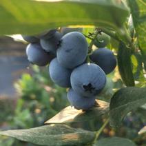莱克西蓝莓博物蓝莓