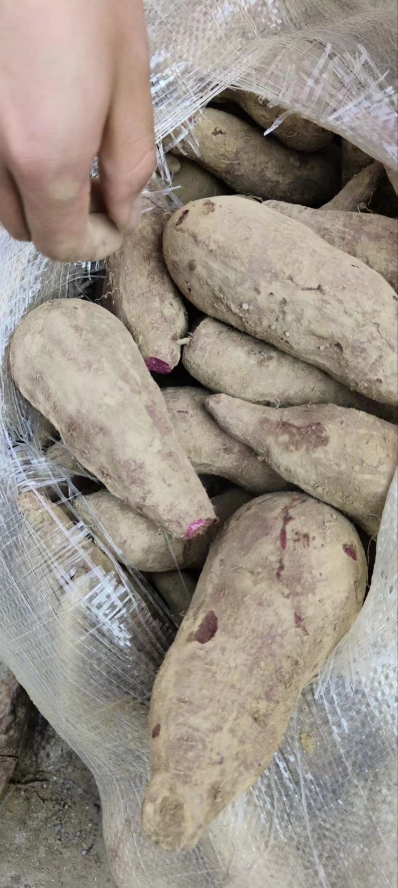 湖南008紫薯加工薯基地直发对接全国欢迎来电